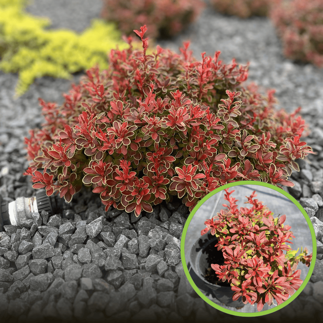 Berberys Thunberga Admiration - czerwony kulisty Berberis Thunbergii 'Admiration' 1