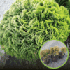 Tuja zachodnia Danica - Kula do każdego ogrodu Thuja occidentalis 'Danica' 1