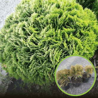 Tuja zachodnia Danica - Kula do każdego ogrodu Thuja occidentalis 'Danica' 1