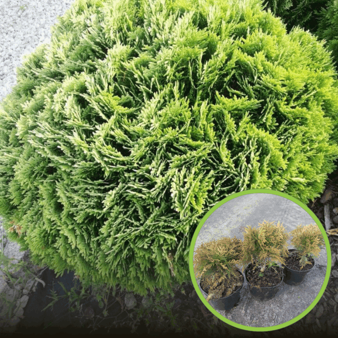 Tuja zachodnia Danica - Kula do każdego ogrodu Thuja occidentalis 'Danica' 1