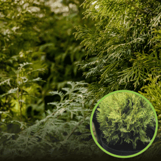 Tuja zachodnia Globosa Gold - żółta kula Thuja occidentalis 'Globosa Gold' 1