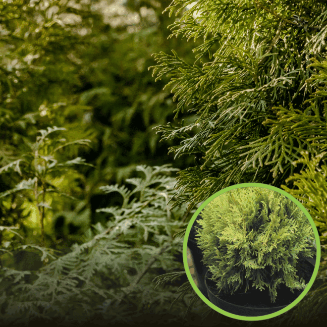 Tuja zachodnia Globosa Gold - żółta kula Thuja occidentalis 'Globosa Gold' 1
