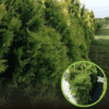 Tuja zachodnia Holmstrup - sadzonka stożkowa zielona Thuja occidentalis 'Holmstrup ' 1