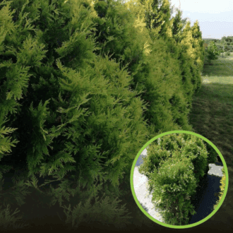 Tuja zachodnia Holmstrup - sadzonka stożkowa zielona Thuja occidentalis 'Holmstrup ' 1