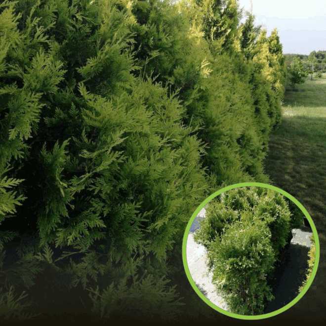 Tuja zachodnia Holmstrup - sadzonka stożkowa zielona Thuja occidentalis 'Holmstrup ' 1