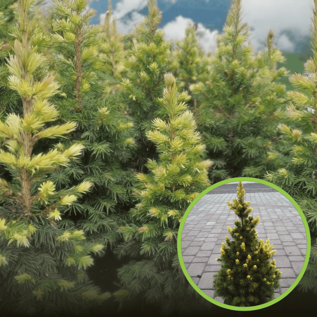 Świerk biały RAINBOW'S END - kolorowy stożek Picea glauca 'Rainbow's End' 1
