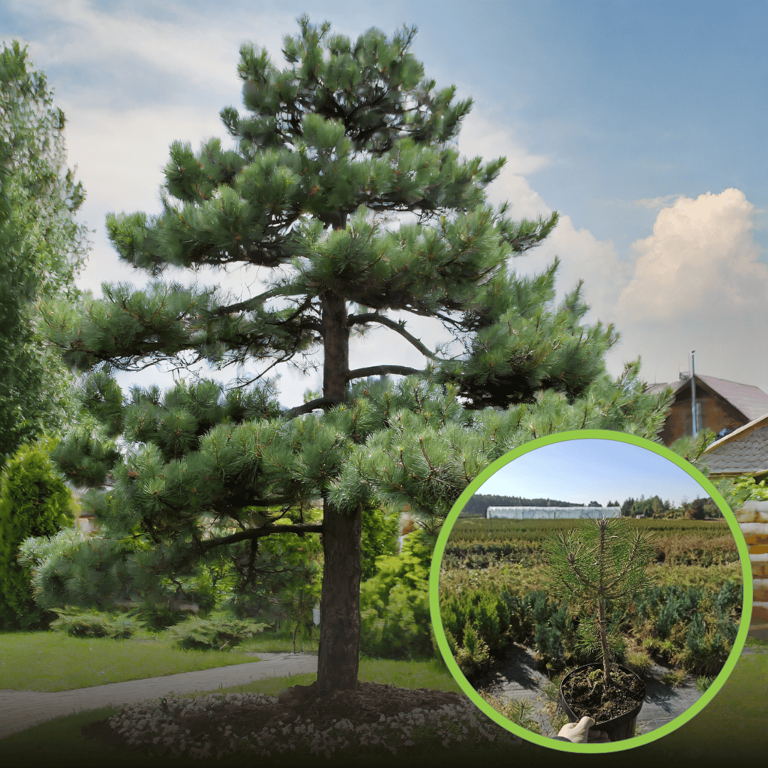 Sosna Czarna (Pinus nigra) - smukła i elegancka Pinus nigra 1