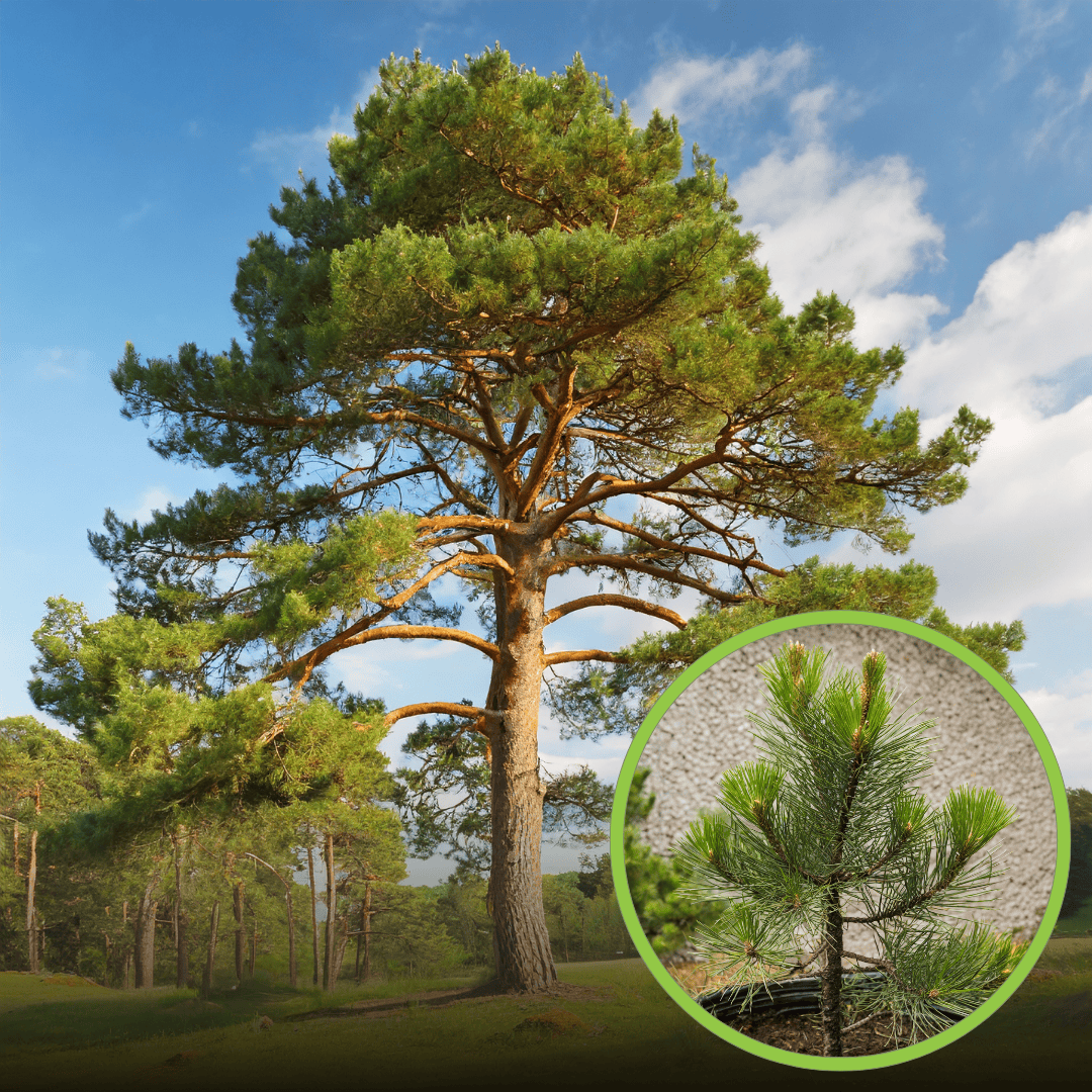 Sosna Pospolita - Wprowadza leśny klimat do ogrodu Pinus sylvestris 1