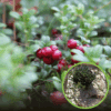 Żurawina wielkoowocowa Howes - IDEALNA NA POCZĄTEK Vaccinium macrocarpon 'Howes' 1