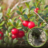 Żurawina wielkoowocowa McFarlin - PÓŹNA ODMIANA Vaccinium macrocarpon 'McFarlin ' 1