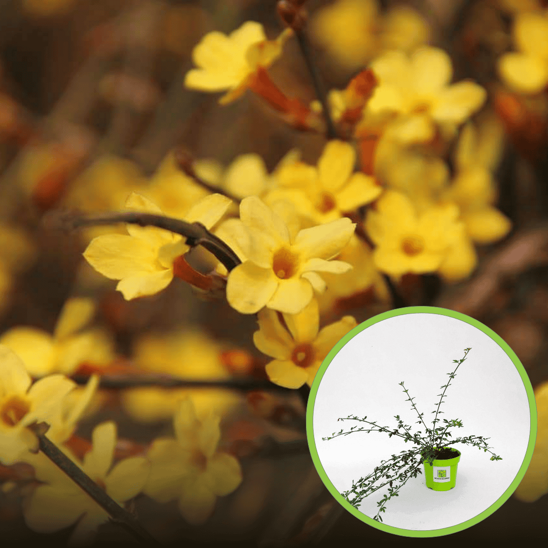 Jaśmin nagokwiatowy - złote kwiaty w lutym jasminum nidiflorum 1