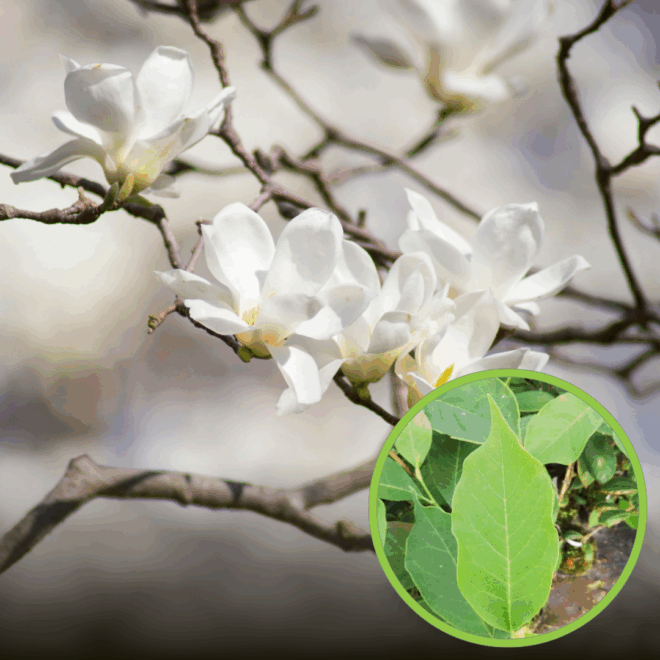 Magnolia Loebneri Merrill (Magnolia Loebneriia "Merrill") Magnolia Loebneri Merrill 1