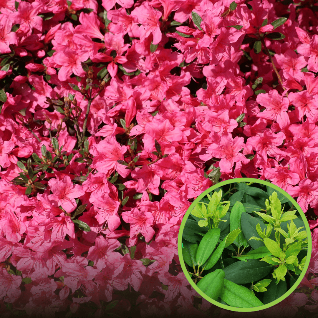 Różanecznik Rasputin - różowy Rhododendron 'Rasputin 1