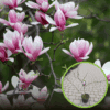 Magnolia pośrednia - biało-różowa Magnolia pośrednia 1