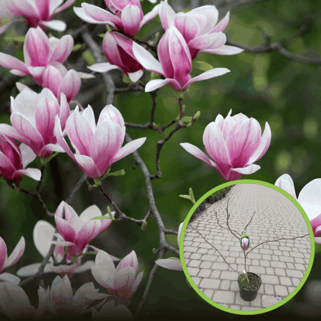 Magnolia pośrednia - biało-różowa Magnolia pośrednia 1