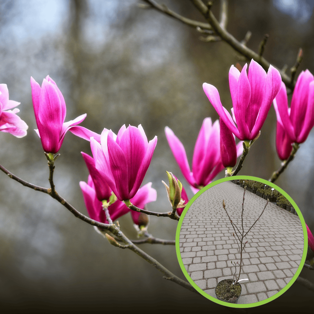 Magnolia Susan Magnolia Susan 1