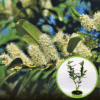Laurowiśnia wschodnia Otto Luyken (Prunus) - Idealna do nowoczesnych ogrodów Prunus laurocerasus ' Otto luykon' 1
