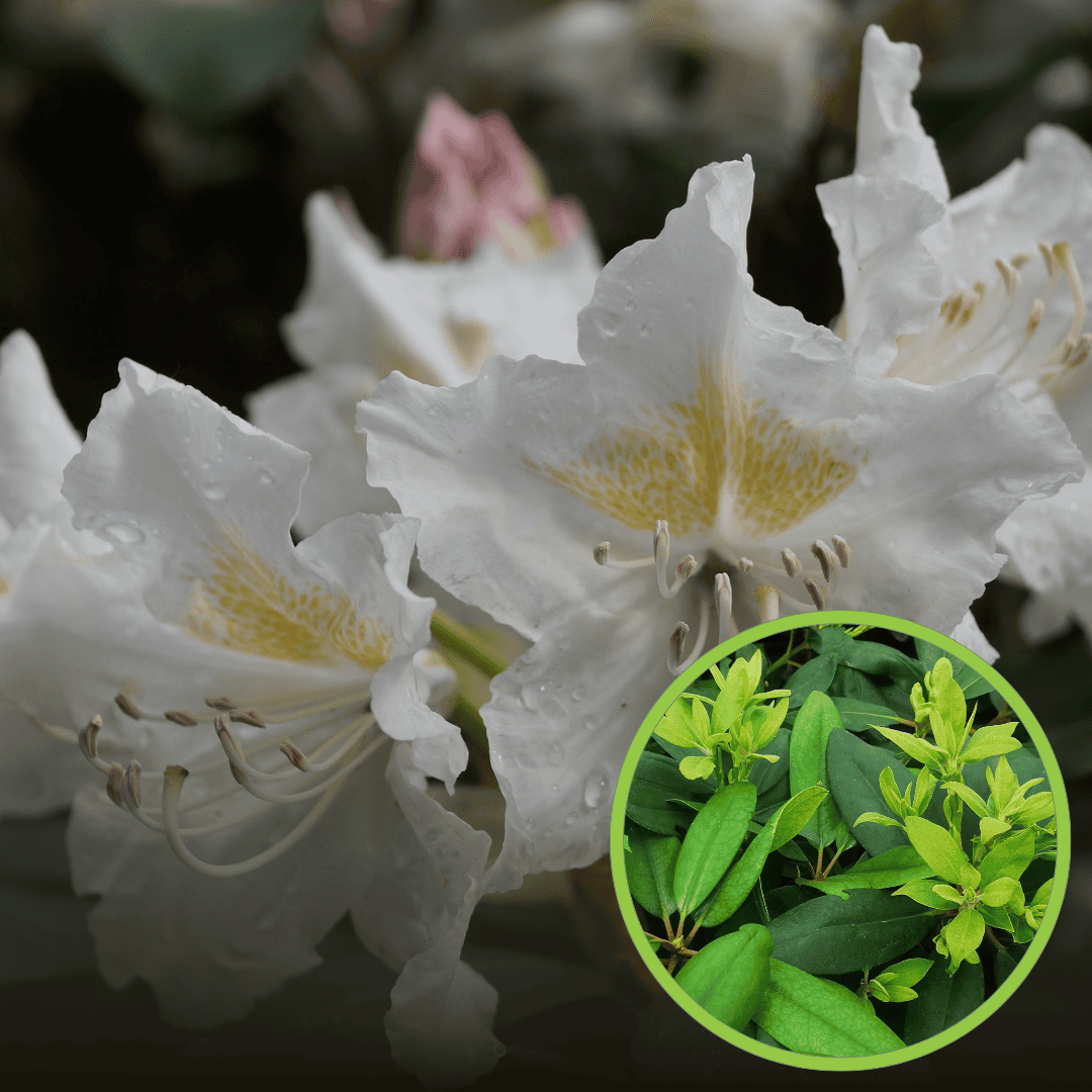 Różanecznik Cunningham's Withe - biały Rhododendron 'Cunningham's Withe 1