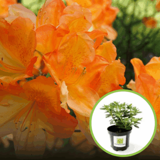 Azalia Christopher Wren (Azalea"Christopher Wren") Azalea Christopher Wren 1