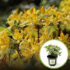 Azalia Gold Topaz (Azalea"Gold Topaz") Azalea Gold Topaz 1