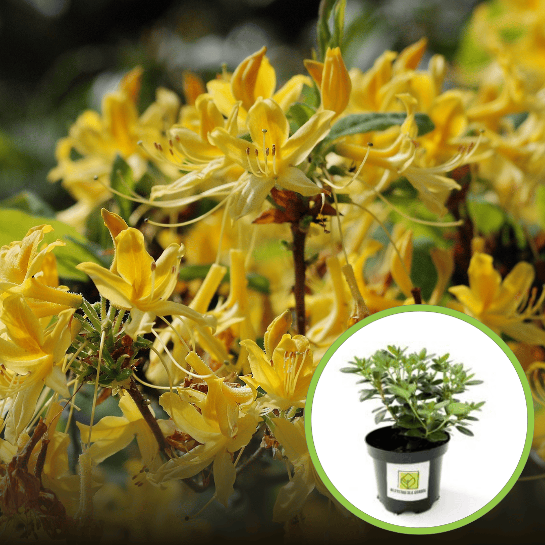 Azalia Gold Topaz (Azalea"Gold Topaz") Azalea Gold Topaz 1