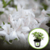 Azalia japońska "Schneeperle" 20-30cm c2,5 (Azalea Japonica "Schneeperle") Azalea japońska 'Schneeperle' 1