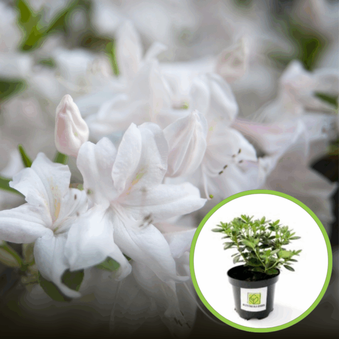 Azalia japońska "Schneeperle" 20-30cm c2,5 (Azalea Japonica "Schneeperle") Azalea japońska 'Schneeperle' 1