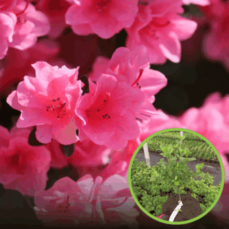 Azalia japońska Kermesina Rose - Intensywny róż Azalea japonica 'Kermesina Rose' 1