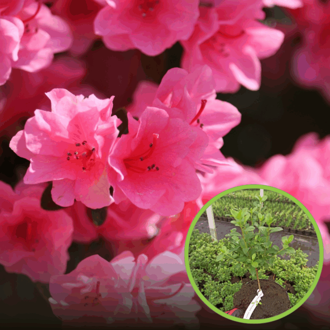 Azalia japońska Kermesina Rose - Intensywny róż Azalea japonica 'Kermesina Rose' 1
