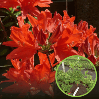 Azalia japońska Geisha Fumiko - pomarańczowo-czerwona Azalea japonica 'Geisha Fumiko' 1