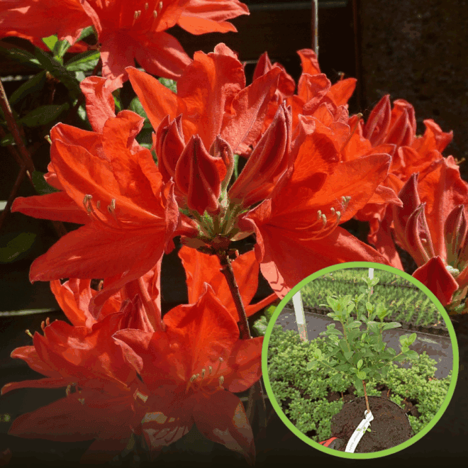 Azalia japońska Geisha Fumiko - pomarańczowo-czerwona Azalea japonica 'Geisha Fumiko' 1