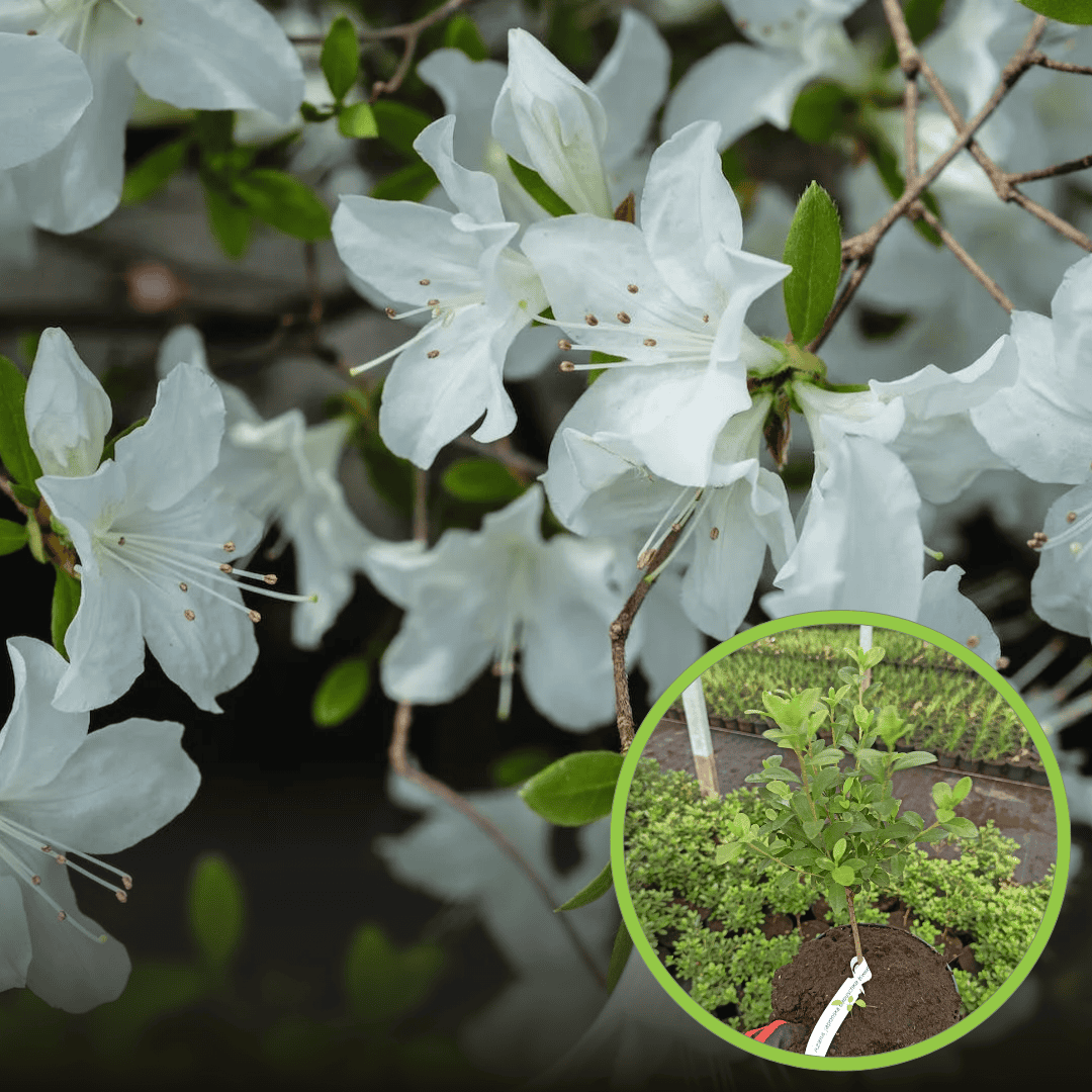 Azalia japoński Panda - biała miniaturka Azalea japonica ' Panda' 1
