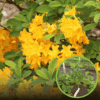 Azalia wielkokwiatowa Anneke - żółta Azalea 'Anneke' 1