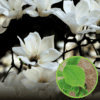 Magnolia Soulange'a "Alba Superba" (Magnolia xsoulangea "Alba Superba") Magnolia Soulange'a "Alba Superba" 1