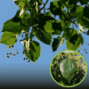 Lipa srebrzysta 60-70cm c2 (Tilia tomentosa) Tilia tomentosa 1