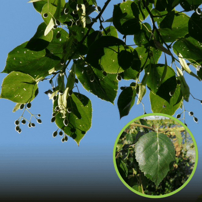 Lipa srebrzysta 60-70cm c2 (Tilia tomentosa) Tilia tomentosa 1