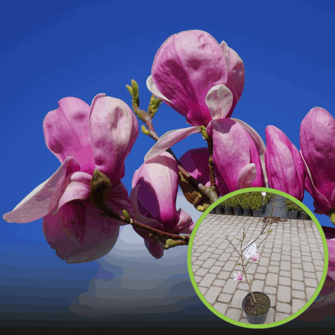 Magnolia Betty Magnolia Betty 1