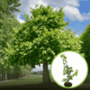 Lipa drobnolistna 50cm - elegancka i odporna Tilia cordata 1