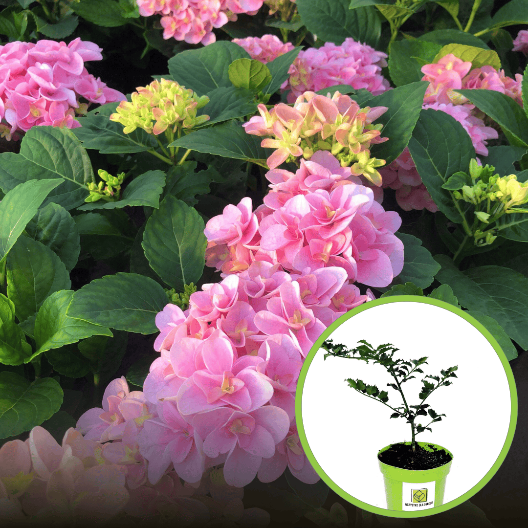 Hortensja ogrodowa Pink Beauty - Różowa gęsta odmiana Hydrangea macrophylla 'pink beauty' 1