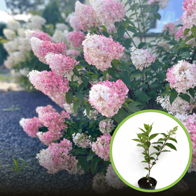 Hortensja SUNDAE FRAISE - Biało różowa Hydrangea paniculata 'Sundae Fraise' 1