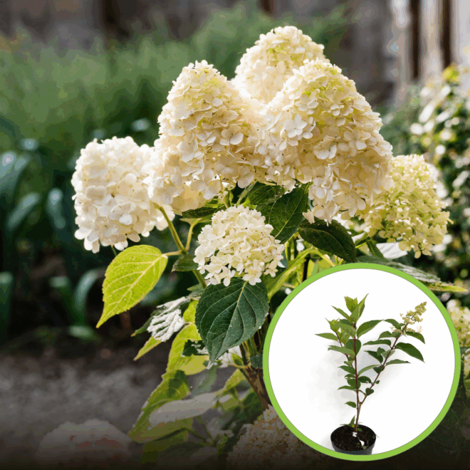 Hortensja GRANDIFLORA - Olbrzymie białe kwiaty Hydrangea paniculata 'Grandiflora' 1