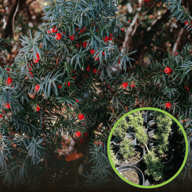 Cis HICKSII - Elegancka roślina na żywopłoty Taxus baccatta 'Hicksii' 1