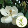 Magnolia Parasolowata - ogromne liście Magnolia Parasolowata 1