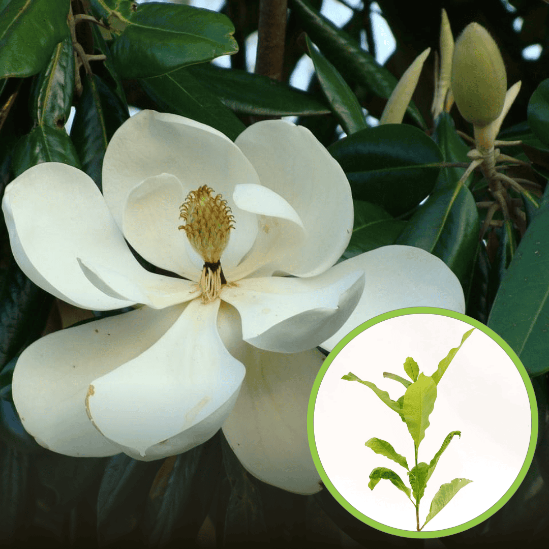 Magnolia Parasolowata – ogromne liście