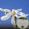 Magnolia japońska Kobus - białe pachnące kwiaty Magnolia Kobus 1