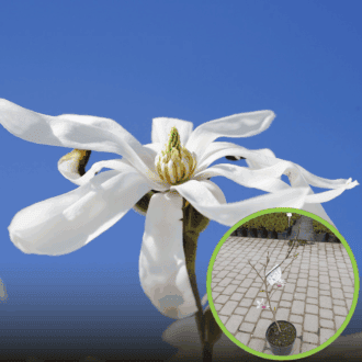 Magnolia japońska Kobus - białe pachnące kwiaty Magnolia Kobus 1