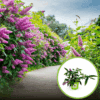 Budleja Dawida 'Wisteria Lane' Buddleja davidii Budleii davidii 'Wisteria Lane' 1