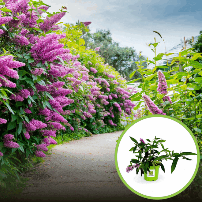 Budleja Dawida 'Wisteria Lane' Buddleja davidii Budleii davidii 'Wisteria Lane' 1