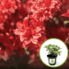 Azalia Japońska Evita- czerwony kwiat Azalea japonica 'Evita' 1