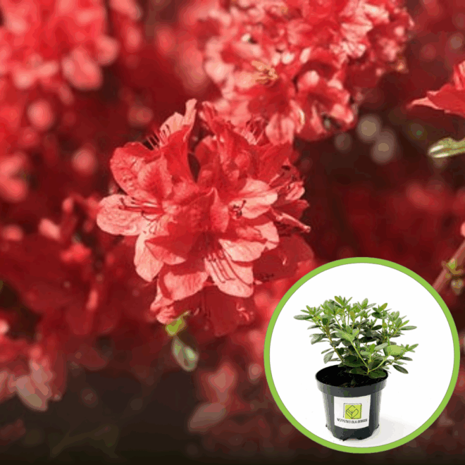 Azalia Japońska Evita- czerwony kwiat Azalea japonica 'Evita' 1